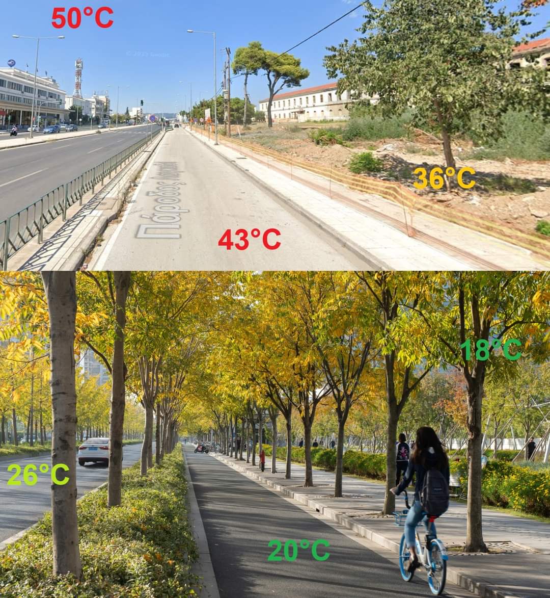 Jak to niewiele trzeba - temperatura ulicy z drzewami i bez