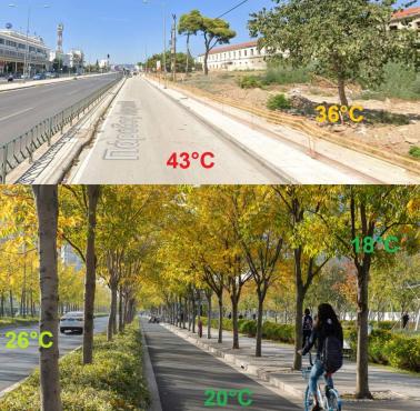 Jak to niewiele trzeba - temperatura ulicy z drzewami i bez
