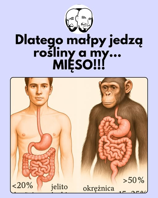 Czlowiek vs. małpy człekokształtne