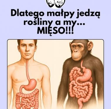 Czlowiek vs. małpy człekokształtne