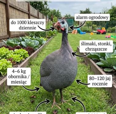 Perliczka w ogrodzie