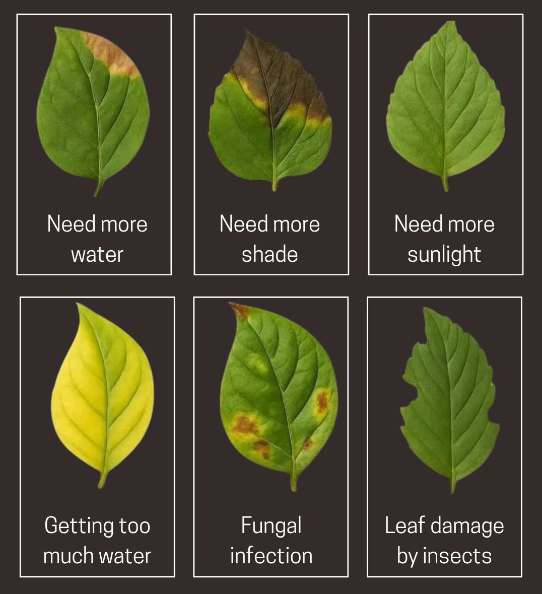 Czego potrzebuje liść?