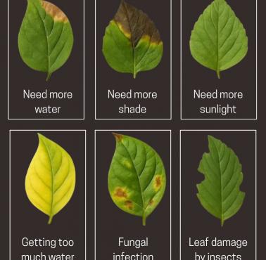 Czego potrzebuje liść?