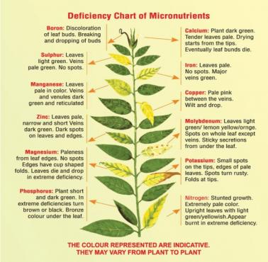 Czego potrzebuje roślina?
