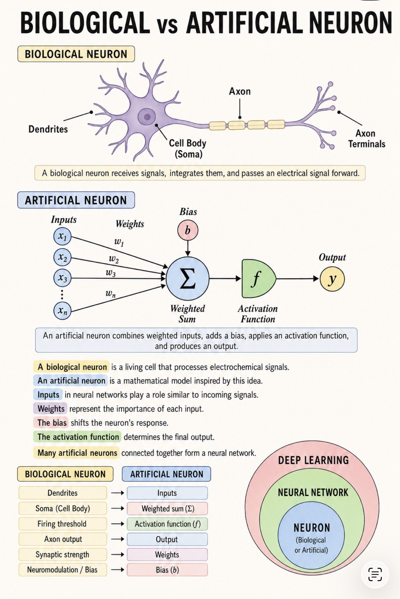 Biologiczny neuron i  sztuczny (AI)