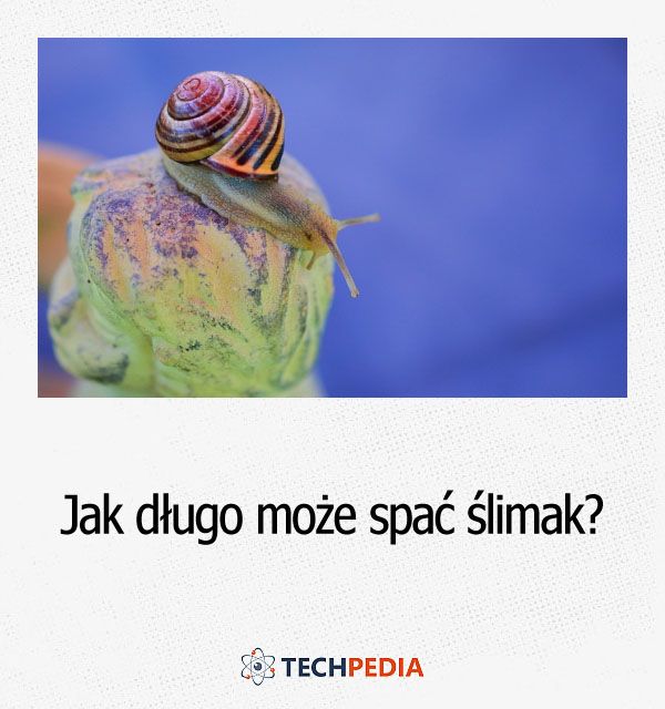 Jak długo może spać ślimak?