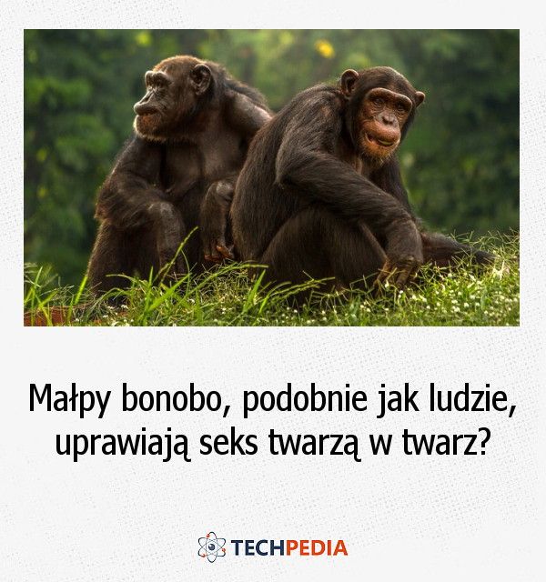 Czy małpy bonobo, podobnie jak ludzie, uprawiają seks twarzą w twarz?