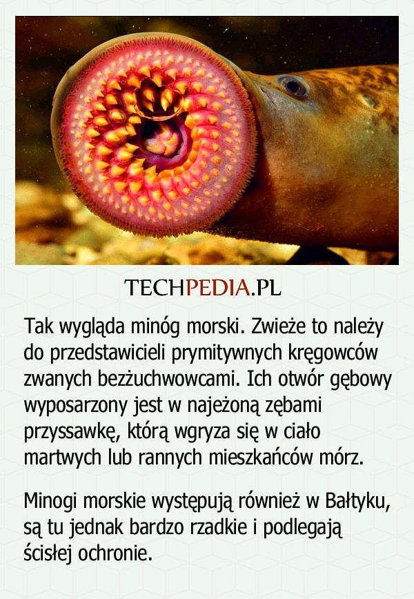 Tak wygląda minóg morski