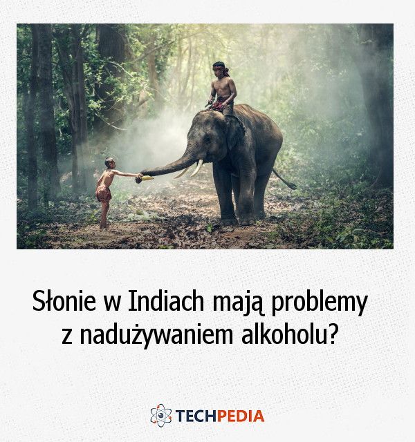 Czy słonie w Indiach mają problemy z nadużywaniem alkoholu?