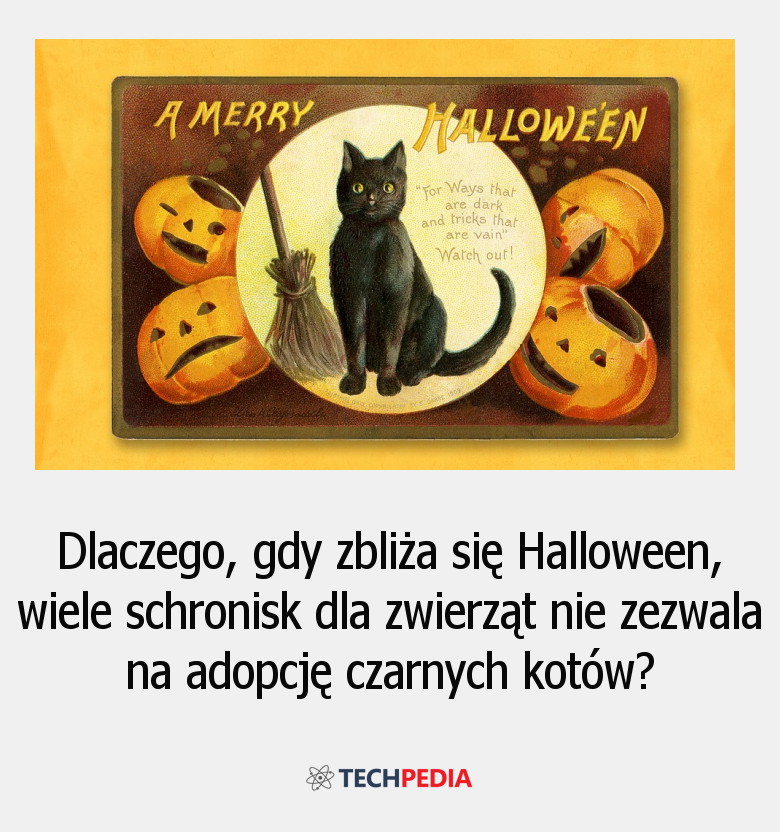 Dlaczego, gdy zbliża się Halloween, wiele schronisk dla zwierząt nie zezwala na adopcję czarnych kotów?