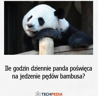 Ile godzin dziennie panda poświęca na jedzenie pędów bambusa?