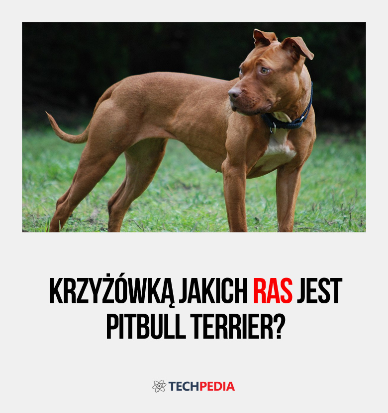 Krzyżówką jakich ras jest pitbull terrier?
