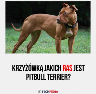 Krzyżówką jakich ras jest pitbull terrier?