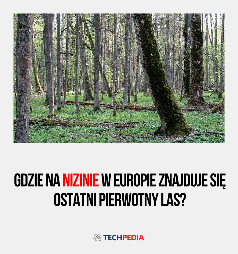 Gdzie na nizinie w Europie znajduje się ostatni pierwotny las?