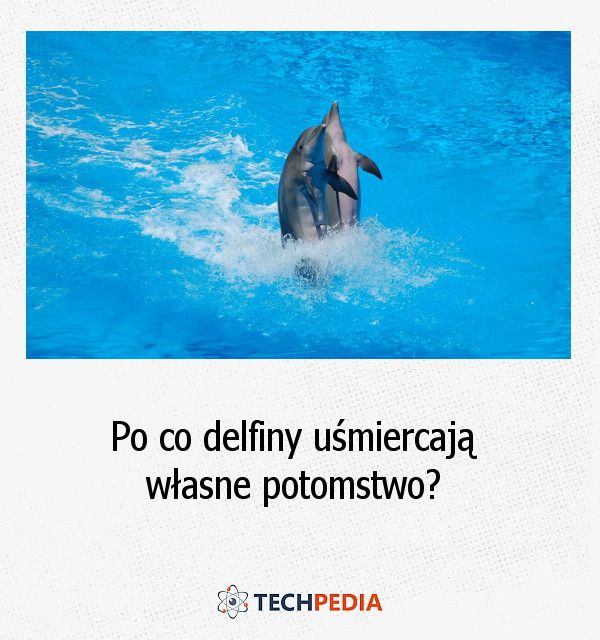 Po co delfiny uśmiercają własne potomstwo?