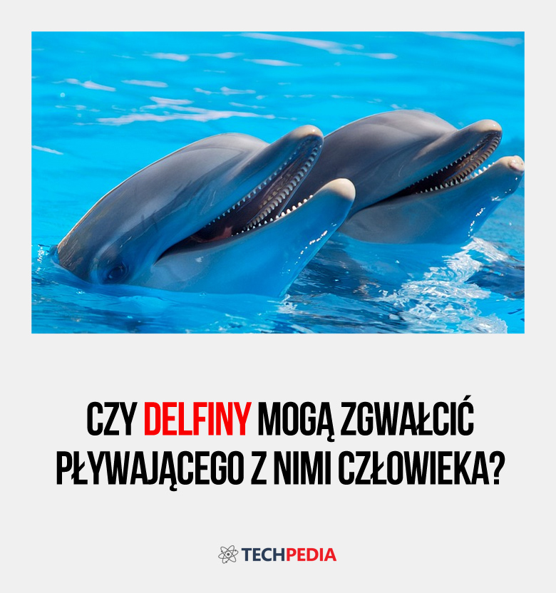 Czy delfiny mogą zgwałcić pływającego z nimi człowieka?