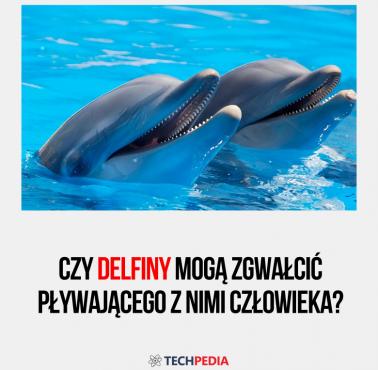 Czy delfiny mogą zgwałcić pływającego z nimi człowieka?
