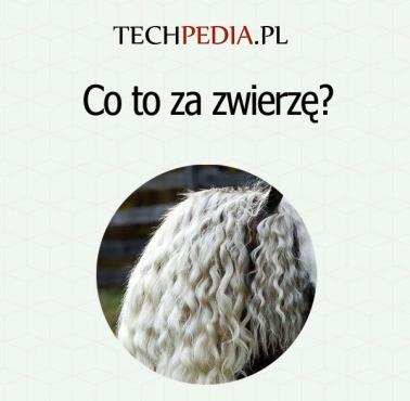 Co to za zwierzę?