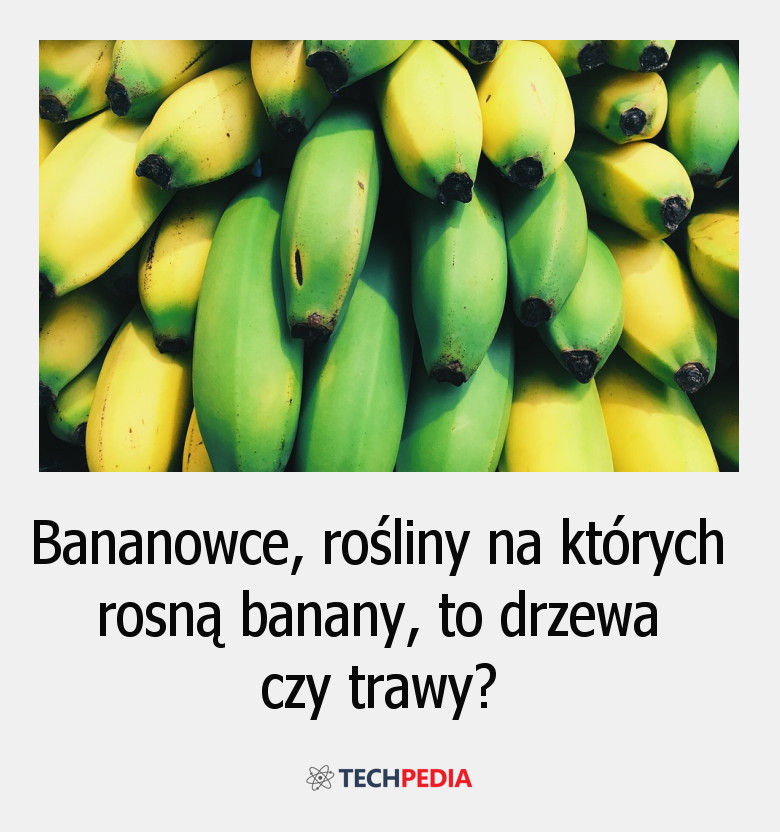 Czy bananowce, rośliny na których rosną banany, to drzewa czy trawy?