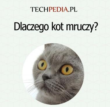 Dlaczego kot mruczy?