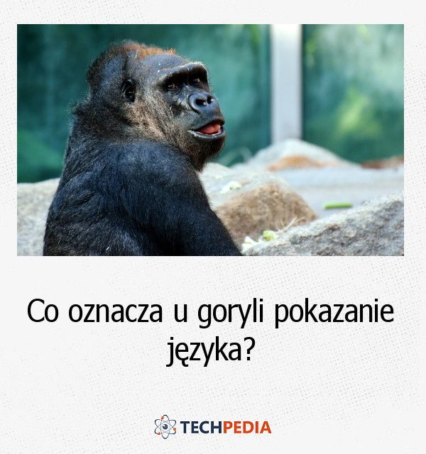 Co oznacza u goryli pokazanie języka?