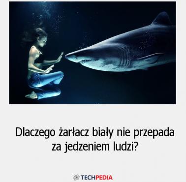 Dlaczego żarłacz biały nie przepada za jedzeniem ludzi?