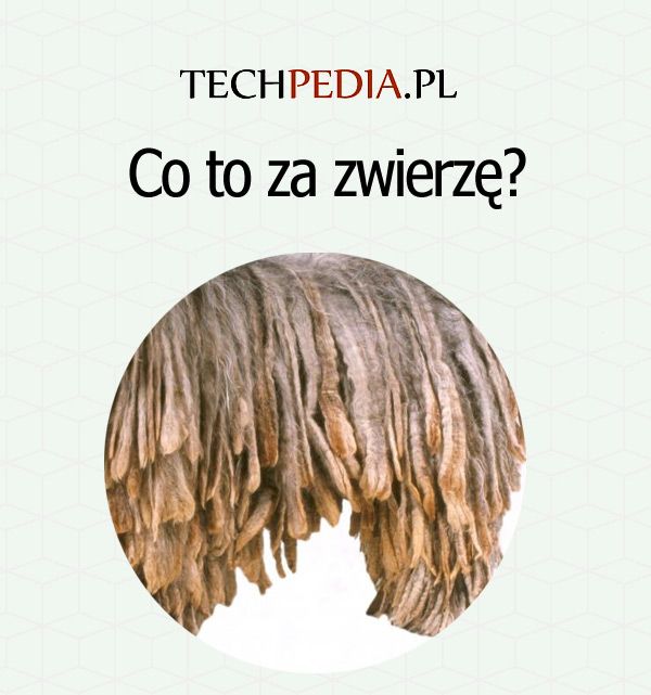 Co to za zwierzę?