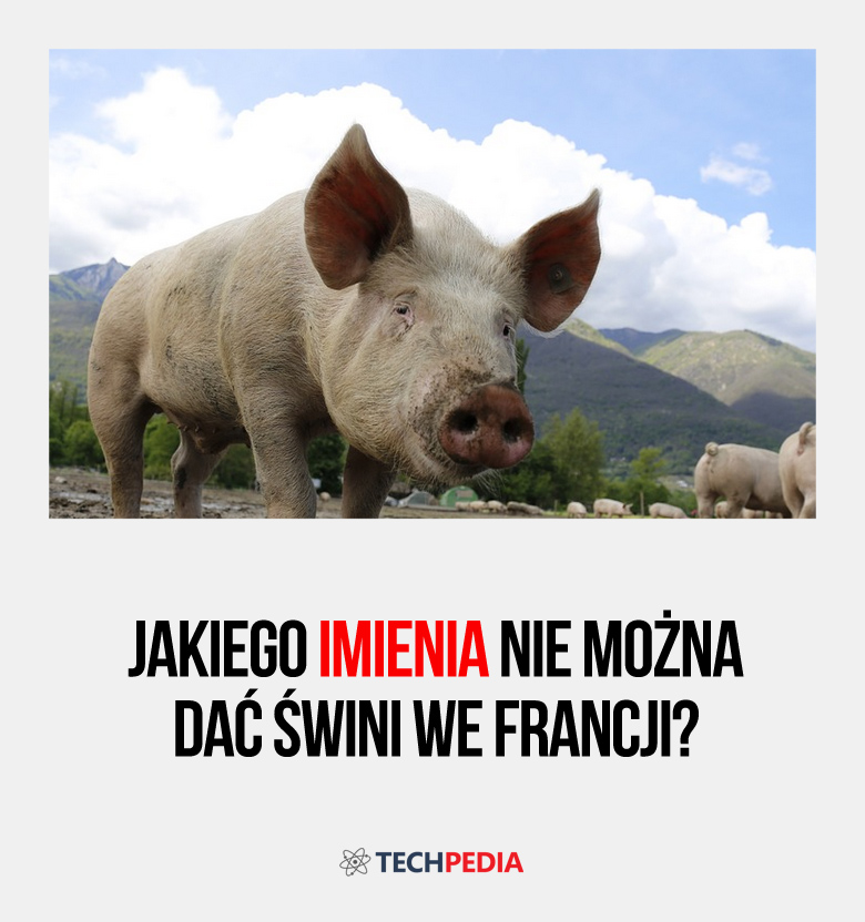 Jakiego imienia nie można dać świni we Francji?