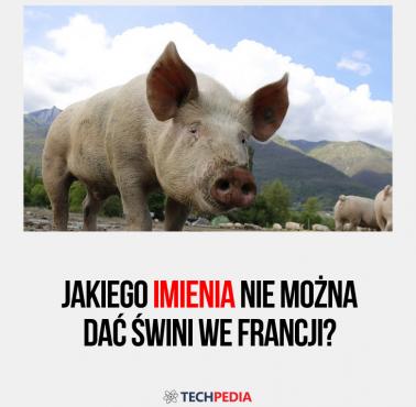 Jakiego imienia nie można dać świni we Francji?