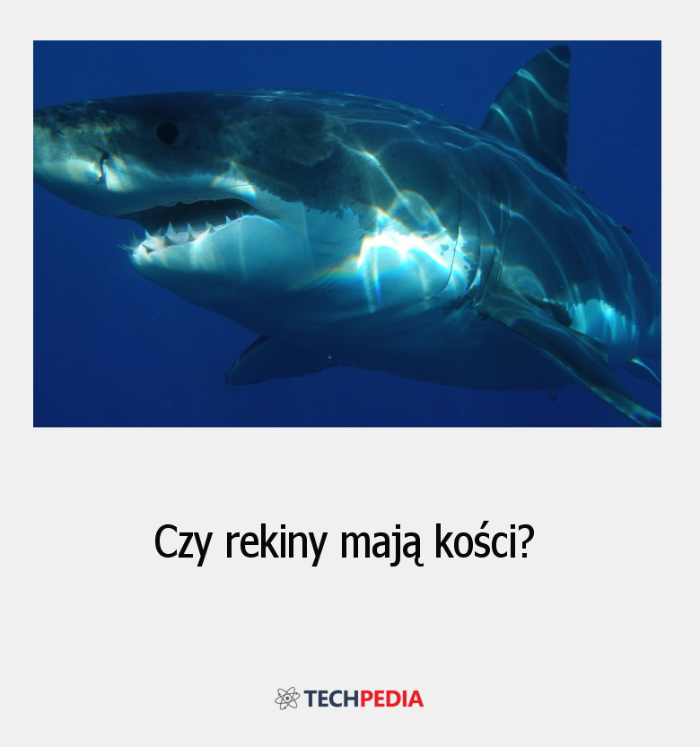 Czy rekiny mają kości?