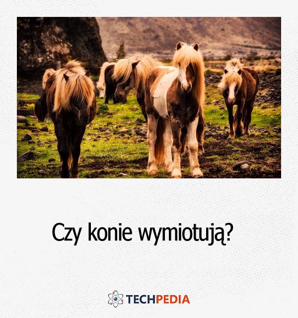 Czy konie wymiotują?