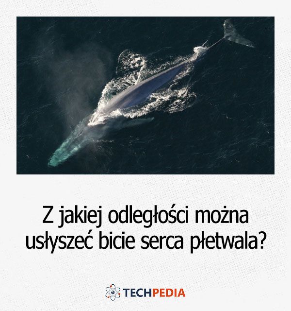 Z jakiej odległości można usłyszeć bicie serca płetwala błękitnego?