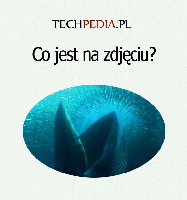 Co jest na zdjęciu?