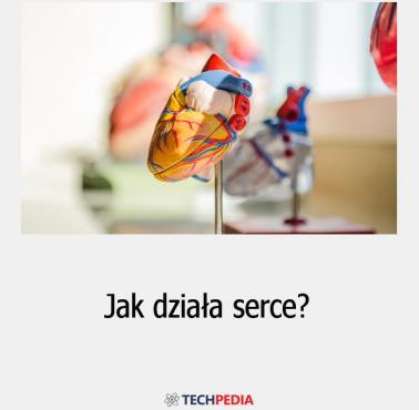 Jak działa serce?