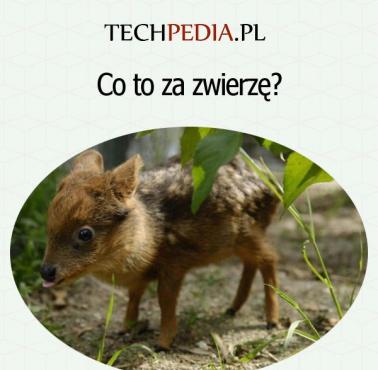 Co to za zwierzę?