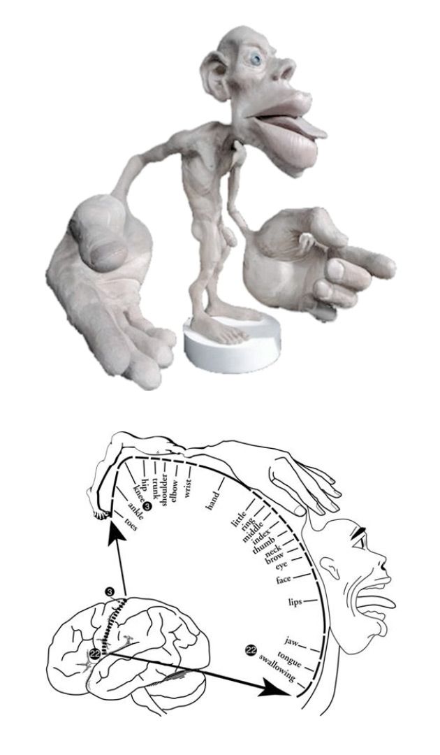 Wizualizacja kory ruchowej mózgu.