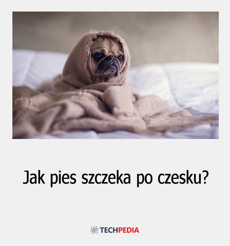 Jak pies szczeka po czesku?