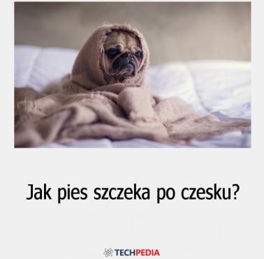 Jak pies szczeka po czesku?