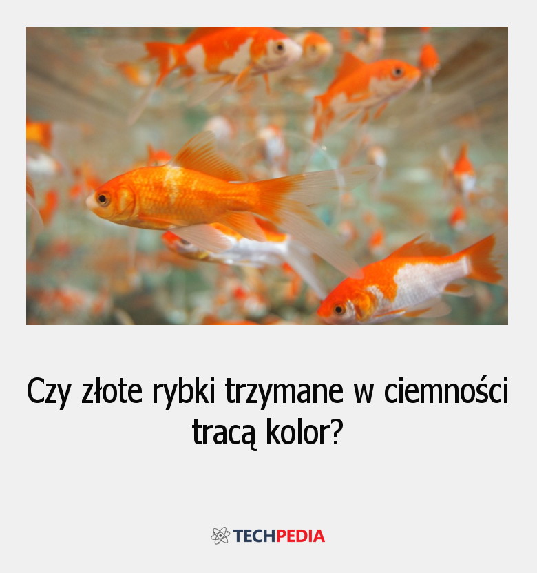 Czy złote rybki trzymane w ciemności tracą kolor?