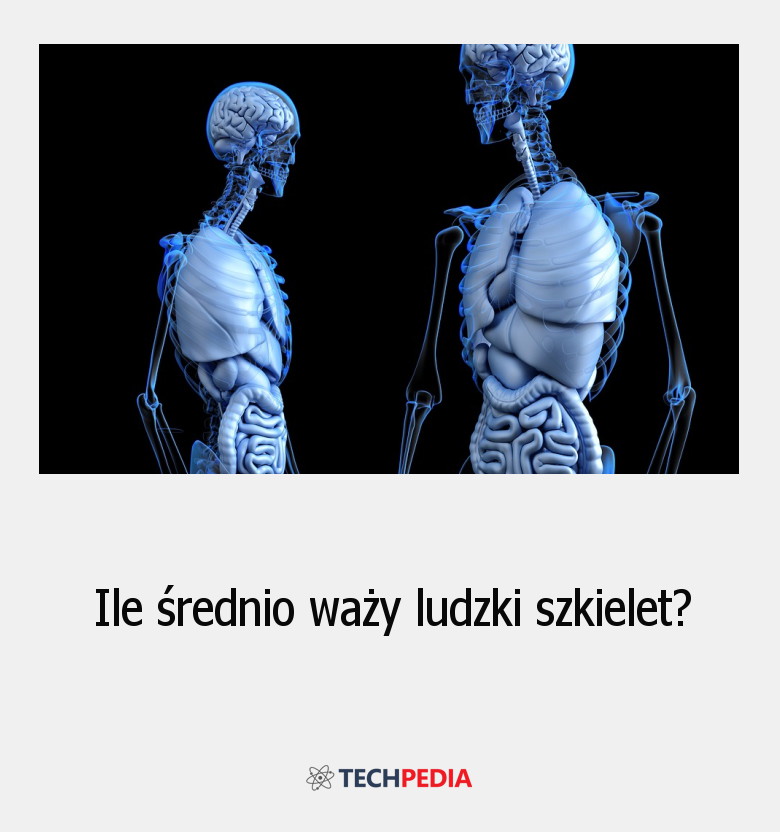Ile średnio waży ludzki szkielet?