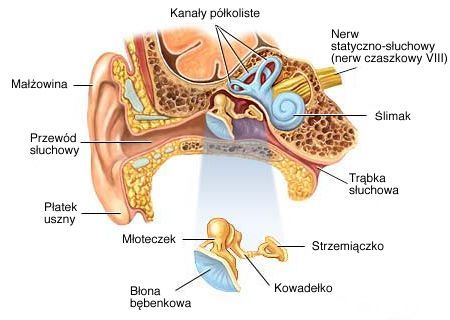 Jak działa ludzkie ucho?