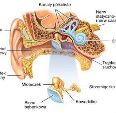 Jak działa ludzkie ucho?