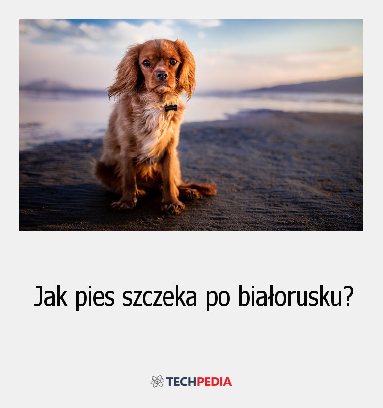 Jak pies szczeka po białorusku?