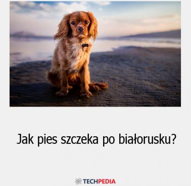 Jak pies szczeka po białorusku?