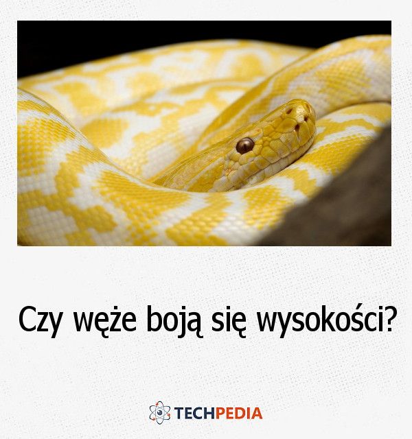 Czy węże boją się wysokości?