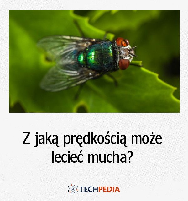 Z jaką prędkością może lecieć mucha?