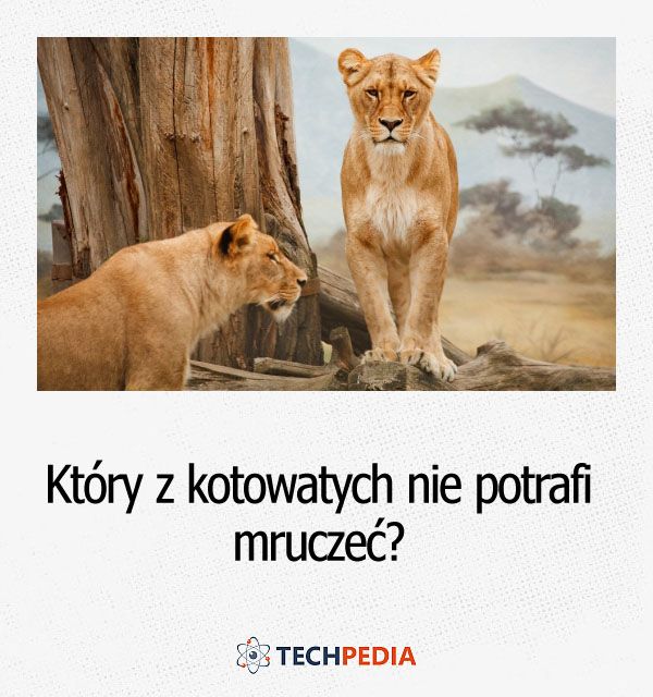 Który z kotowatych nie potrafi mruczeć?