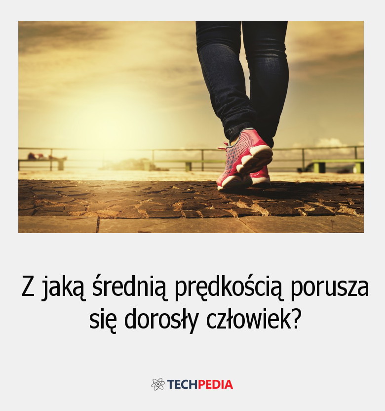 Z jaką średnią prędkością porusza się dorosły człowiek?