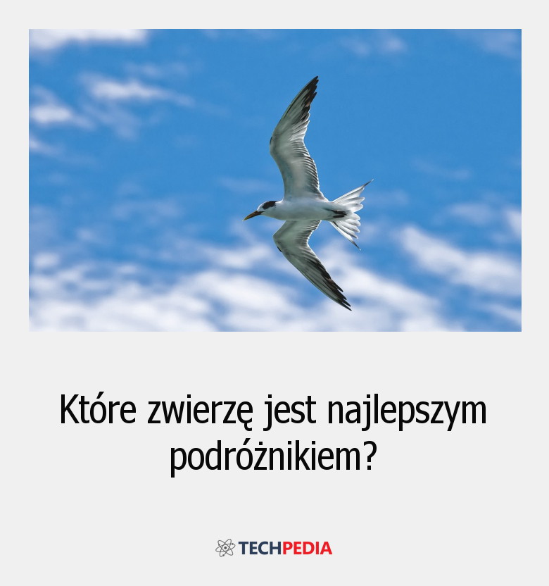 Które zwierzę jest najlepszym podróżnikiem?