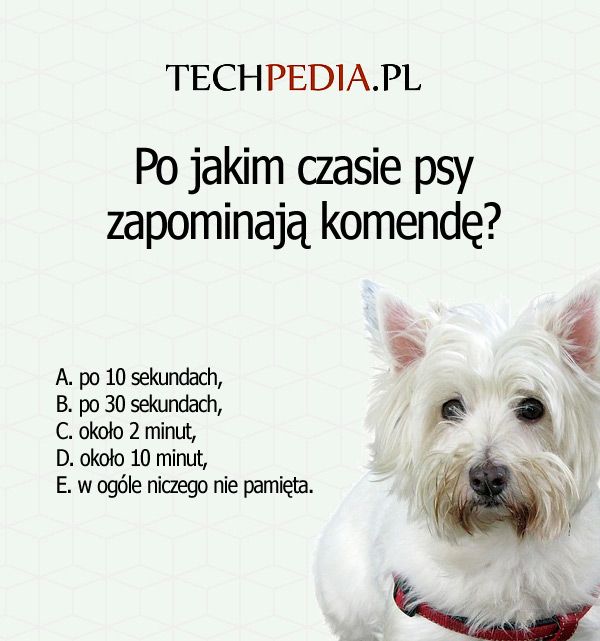 Po jakim czasie psy zapominają komendę?